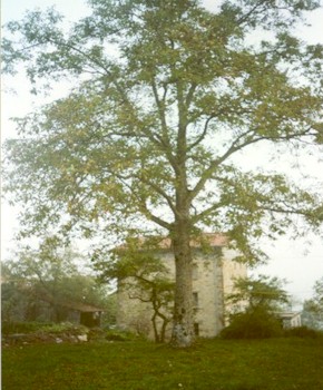  Image name: noce[1].jpg 
 width: 290 pixel 
 height: 350 pixel 
 Size: 45291 bytes 
 Click to enlarge 